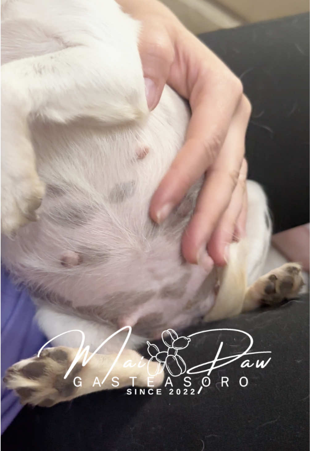@MaiPaw