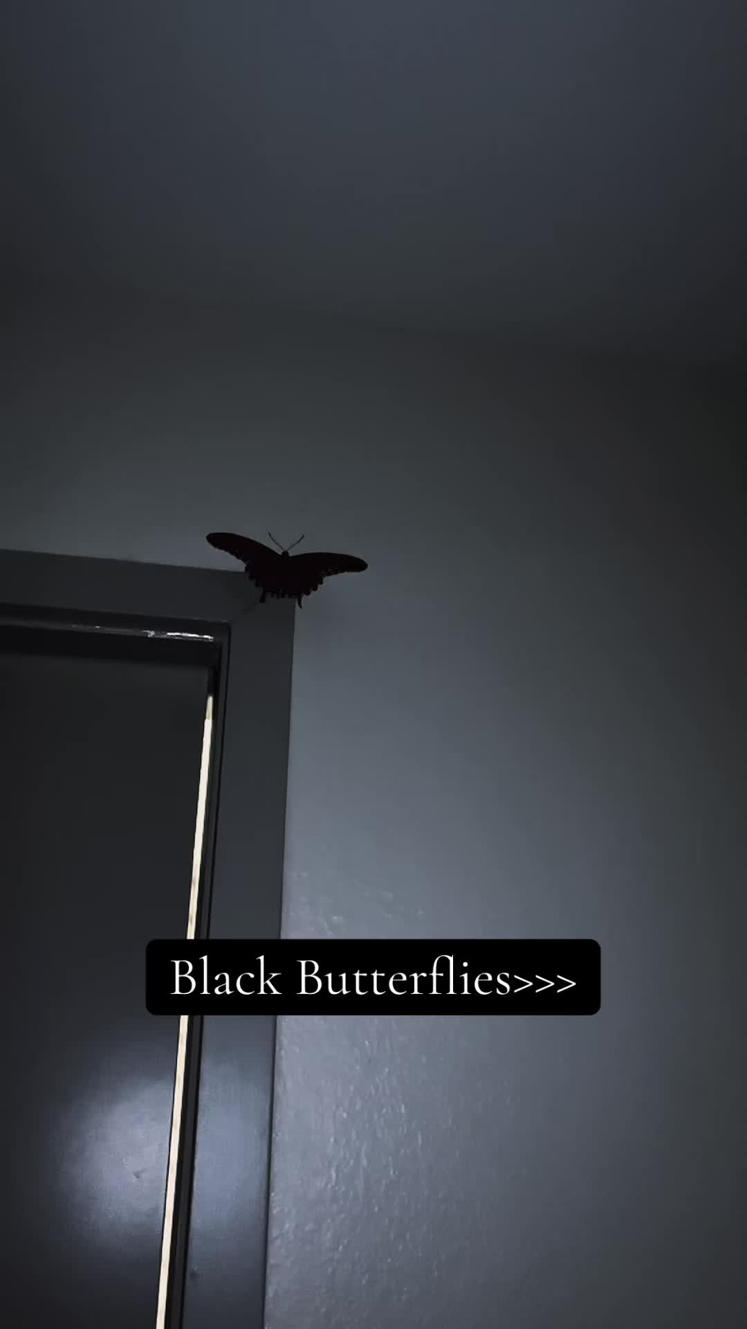 @Blakeee_Butterfl1y