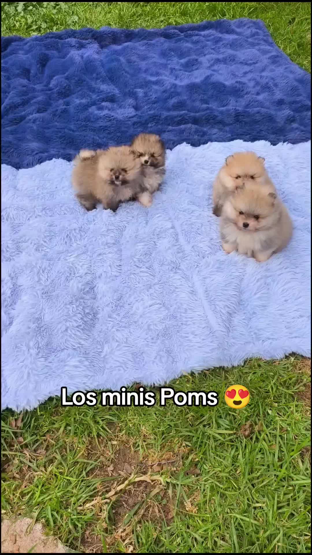@Pomerania chile