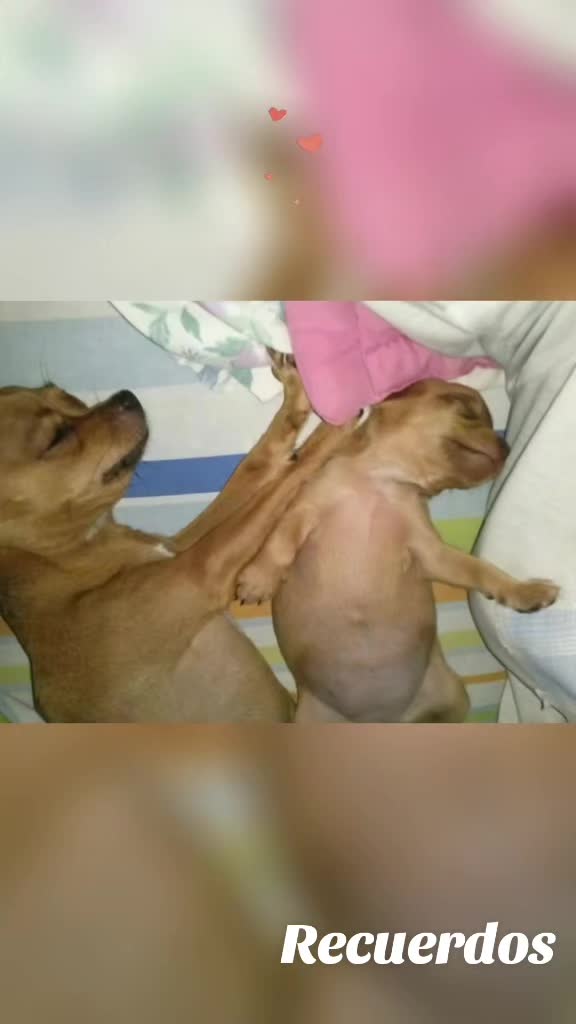 @Tiny Chihuahuas