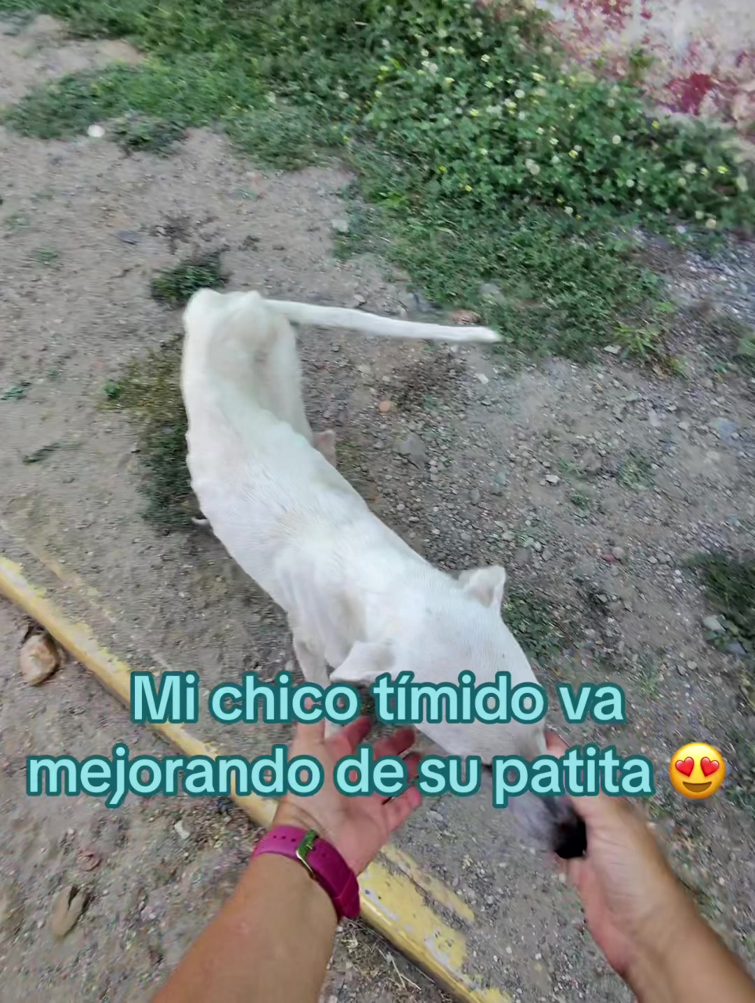 @Rescatando a los Peludos