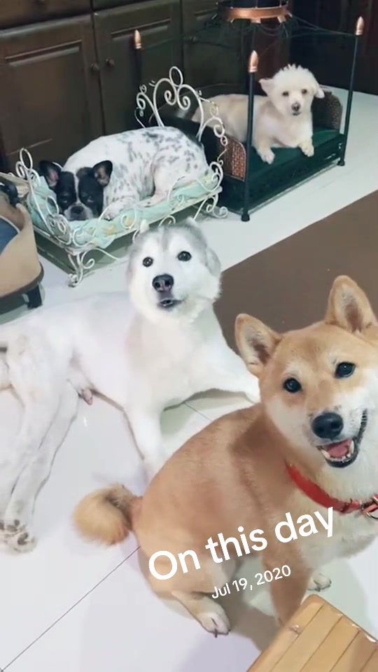 @Hachi Family 🐶🐕🦊