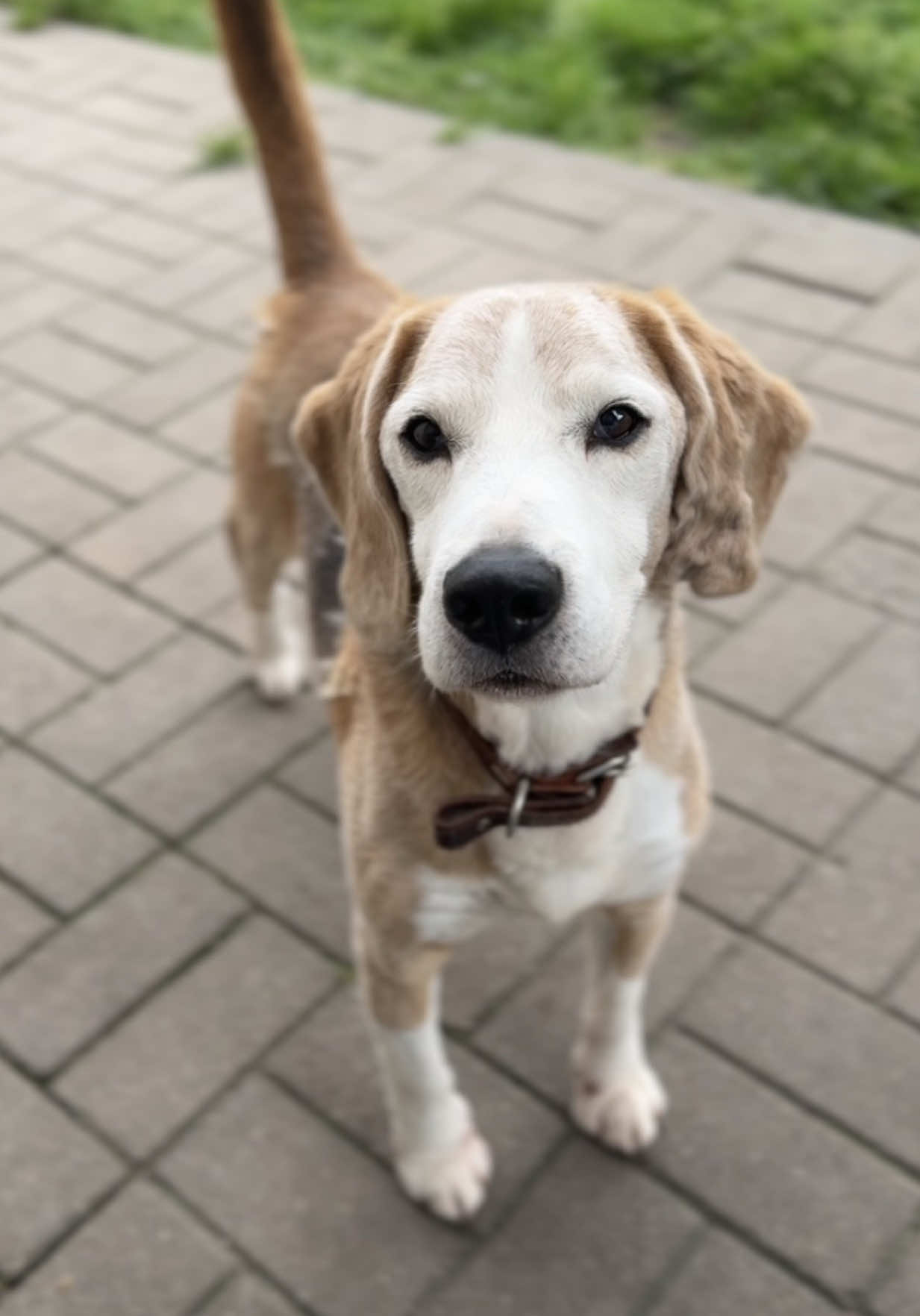 @help_animals_belarus