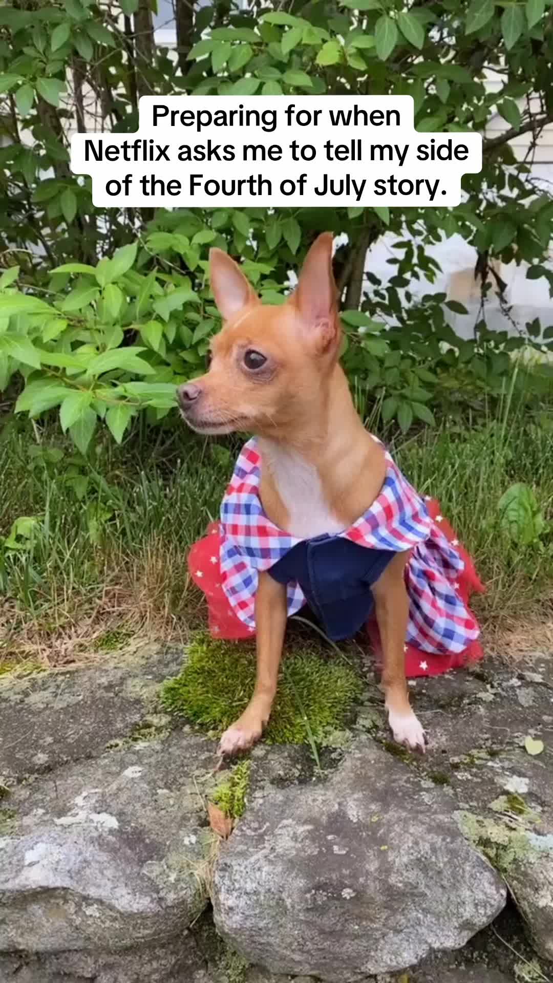 @_roxy_the_chihuahua