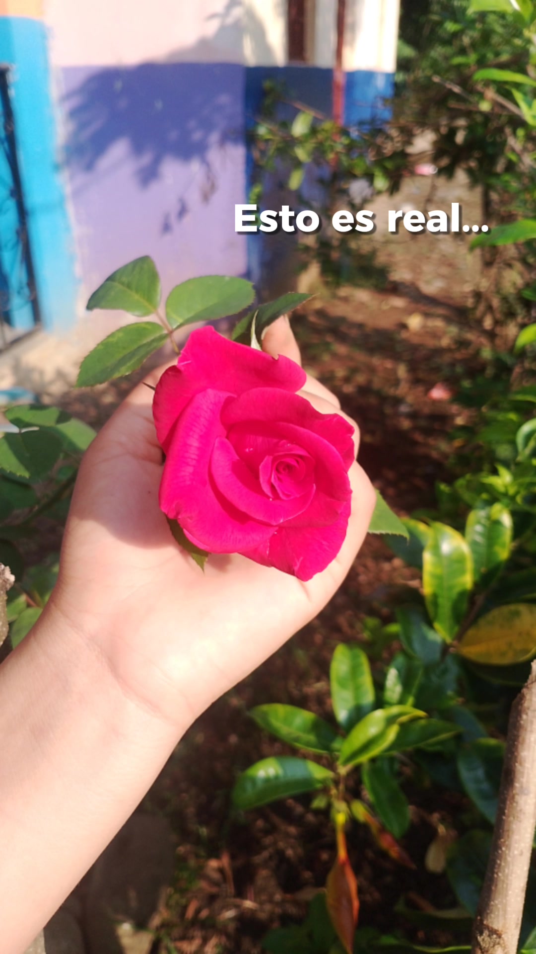 @yoalit,๐๐บ