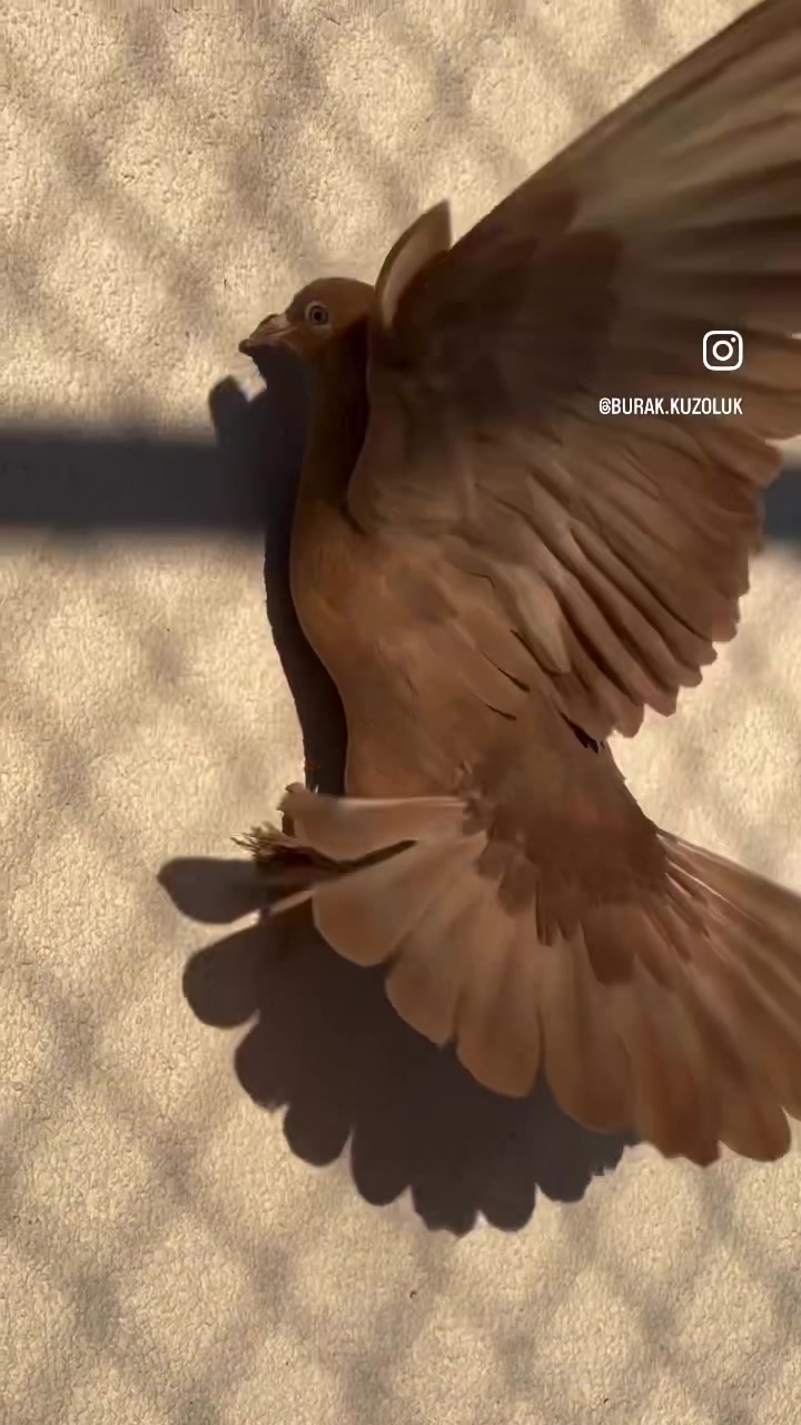 @burak.KUZOLUK [ Kuşlar Vadisi