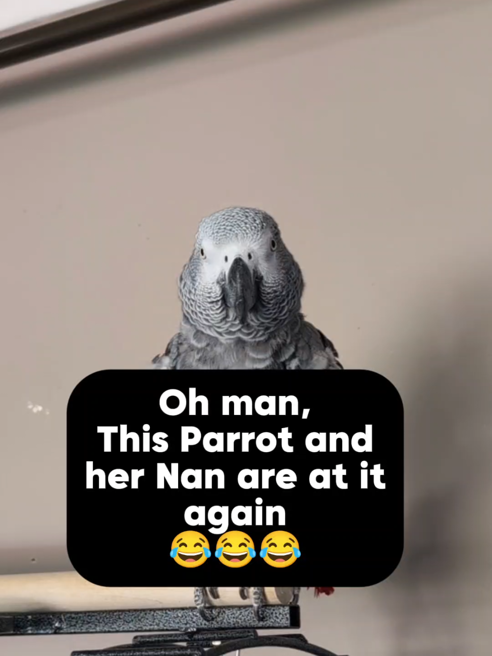 @Cosmothefunnyparrot