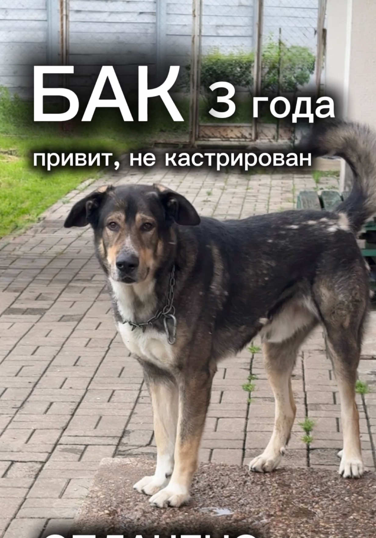 @help_animals_belarus