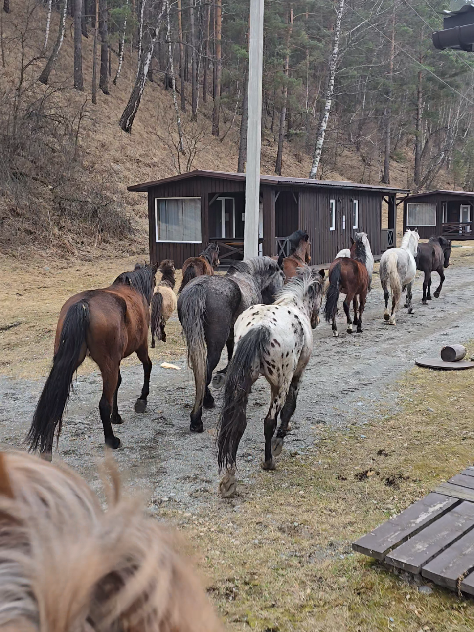 @tg: altaihorses