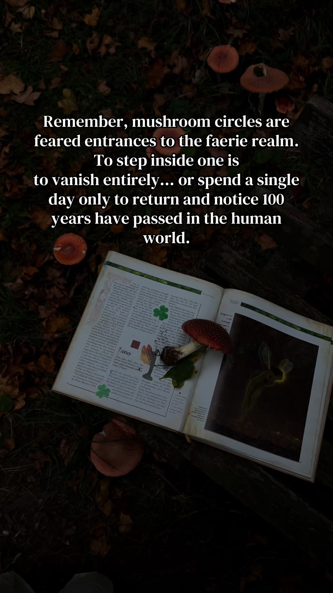 @FAIRY🧚🏽