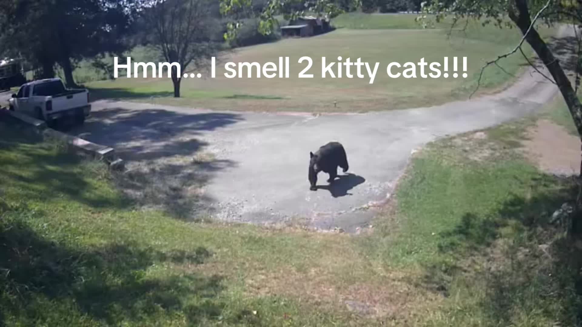 @The Appalachian kitties