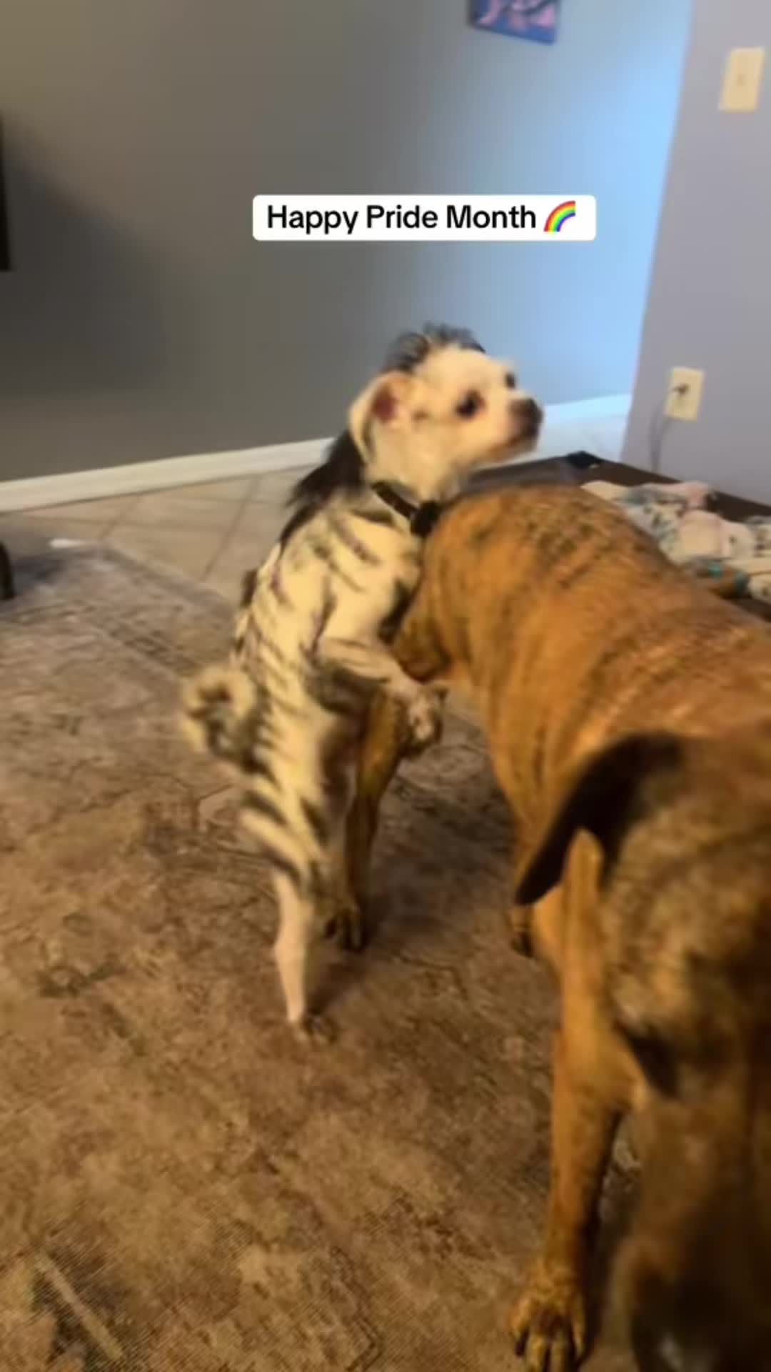 @Jess Shark🐾DOG PACK🐾