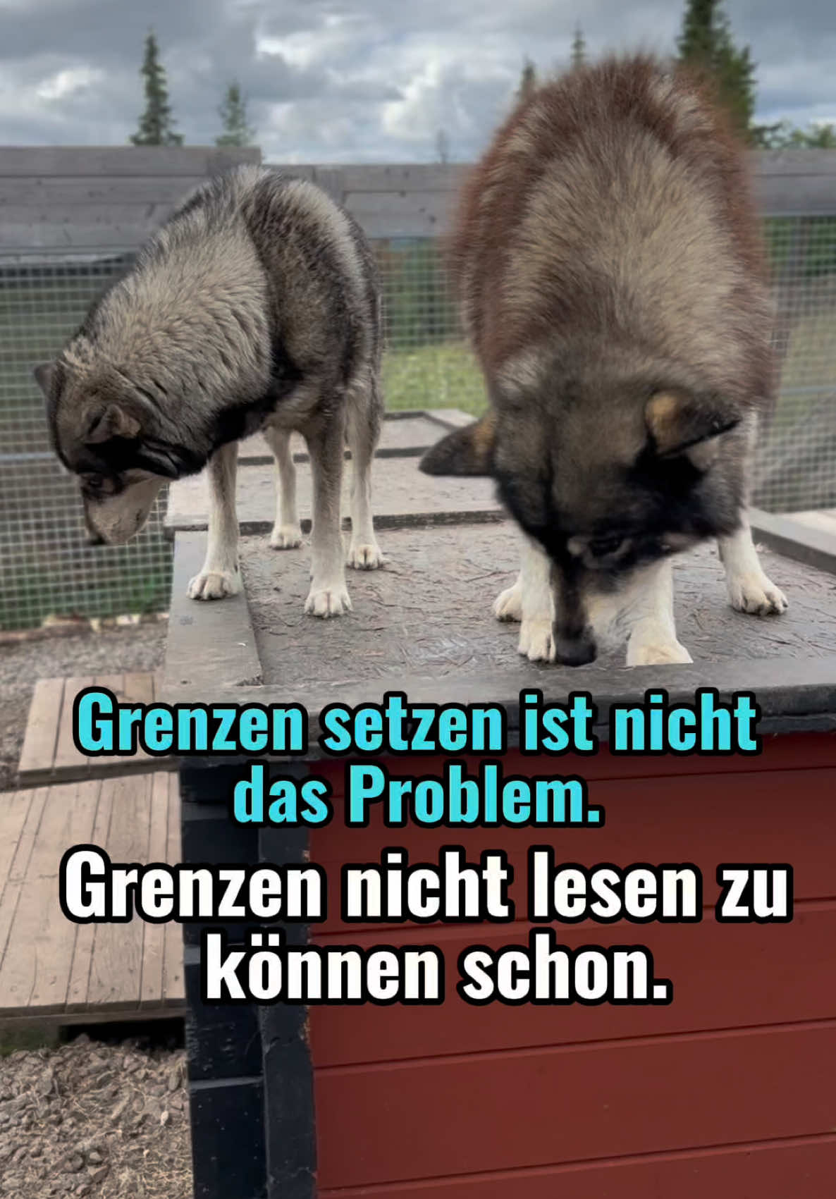 @Mehrere Hunde, ein Team!