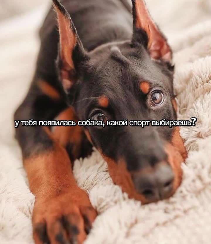 @🐾доберман бруно🐾