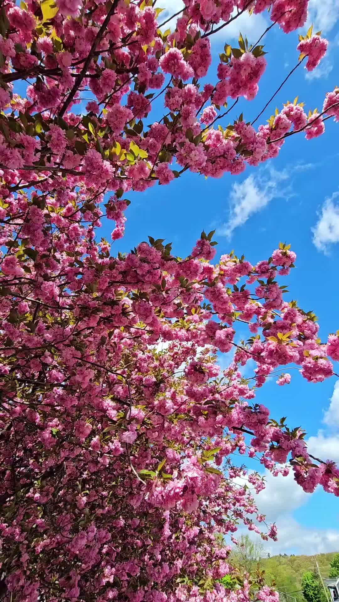 @Meeraphotos