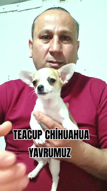 @🐕ŞHİVA MİNİK PATİLER🐕