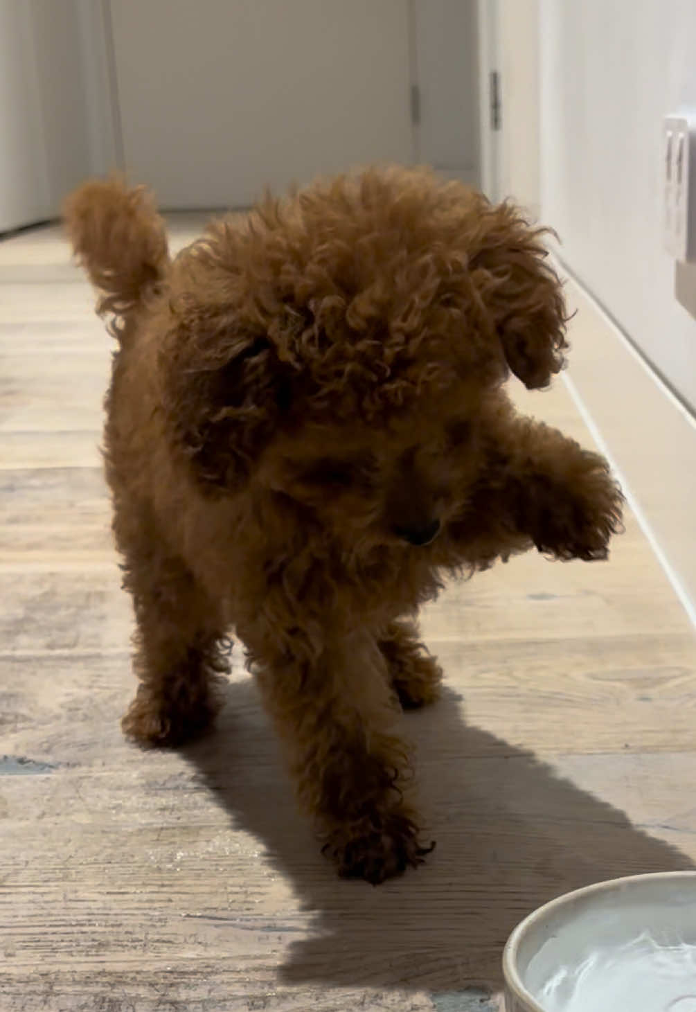 @peppermytoypoodle