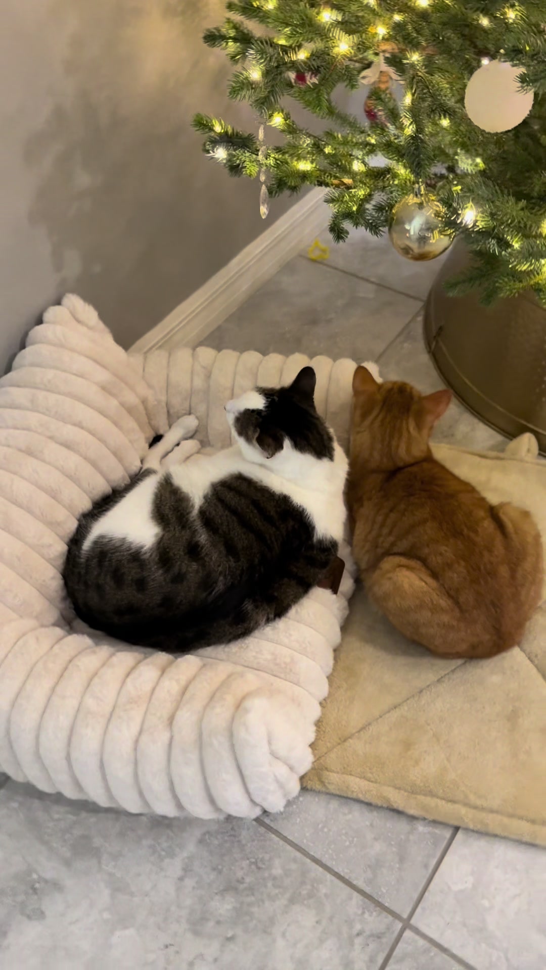 @Stef 🧡 cats! 🐈 🐈&zwj;⬛🐈🐈&zwj;⬛