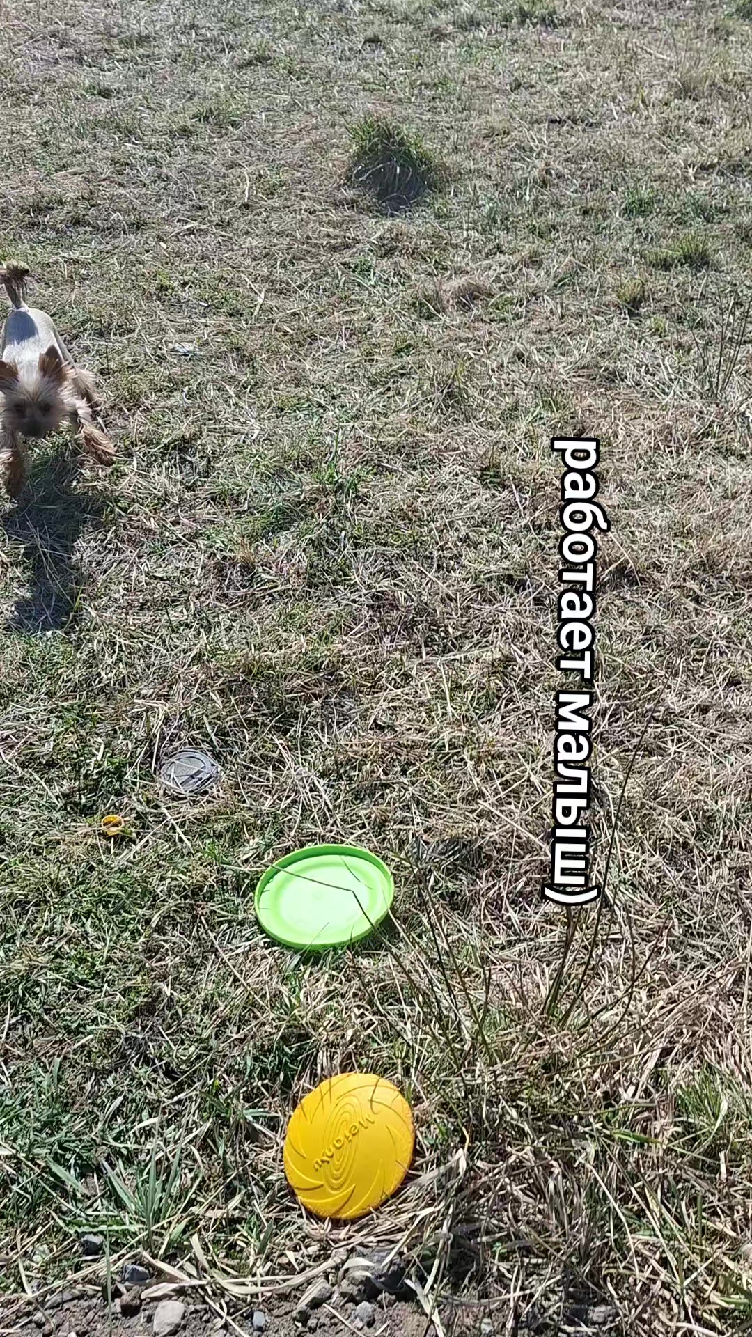 @🐉Дракоша Тоша🐕