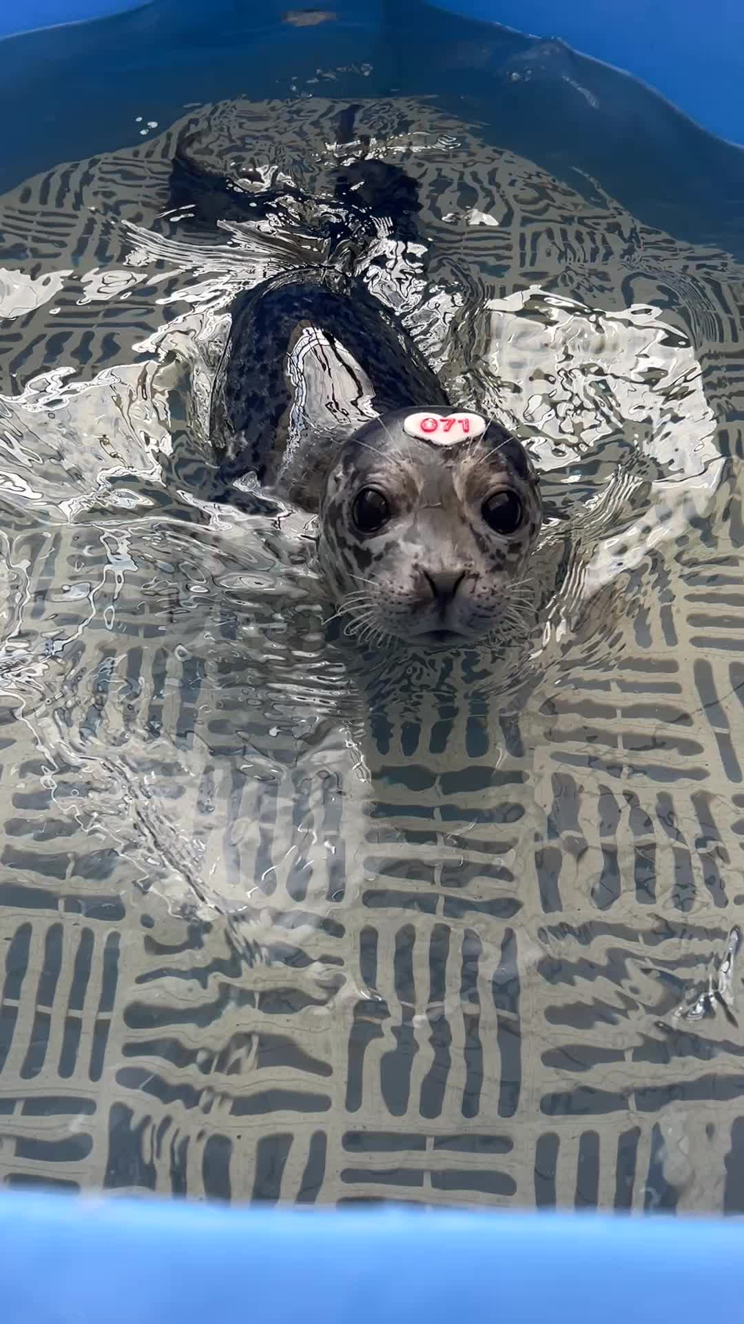 @Marine Mammal Rescue Society