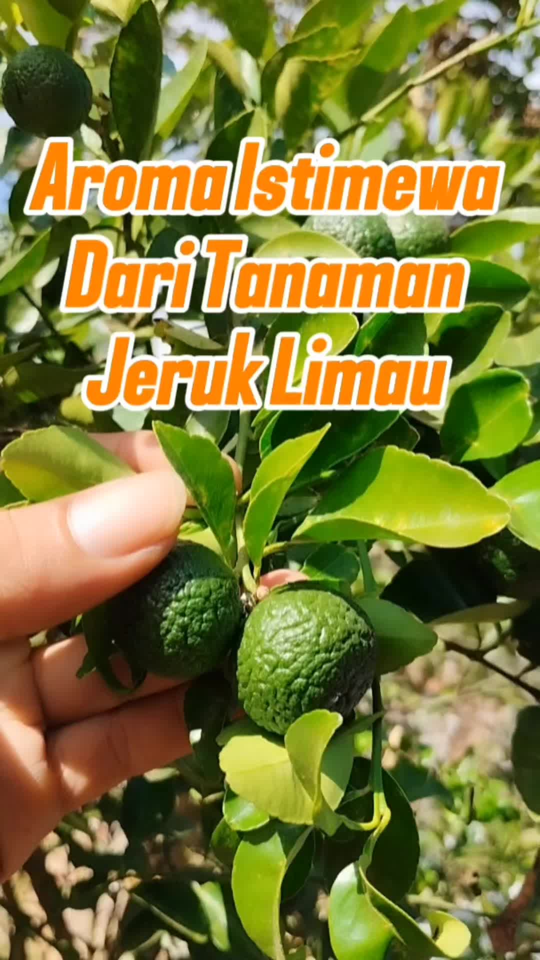 @Bukit Farming