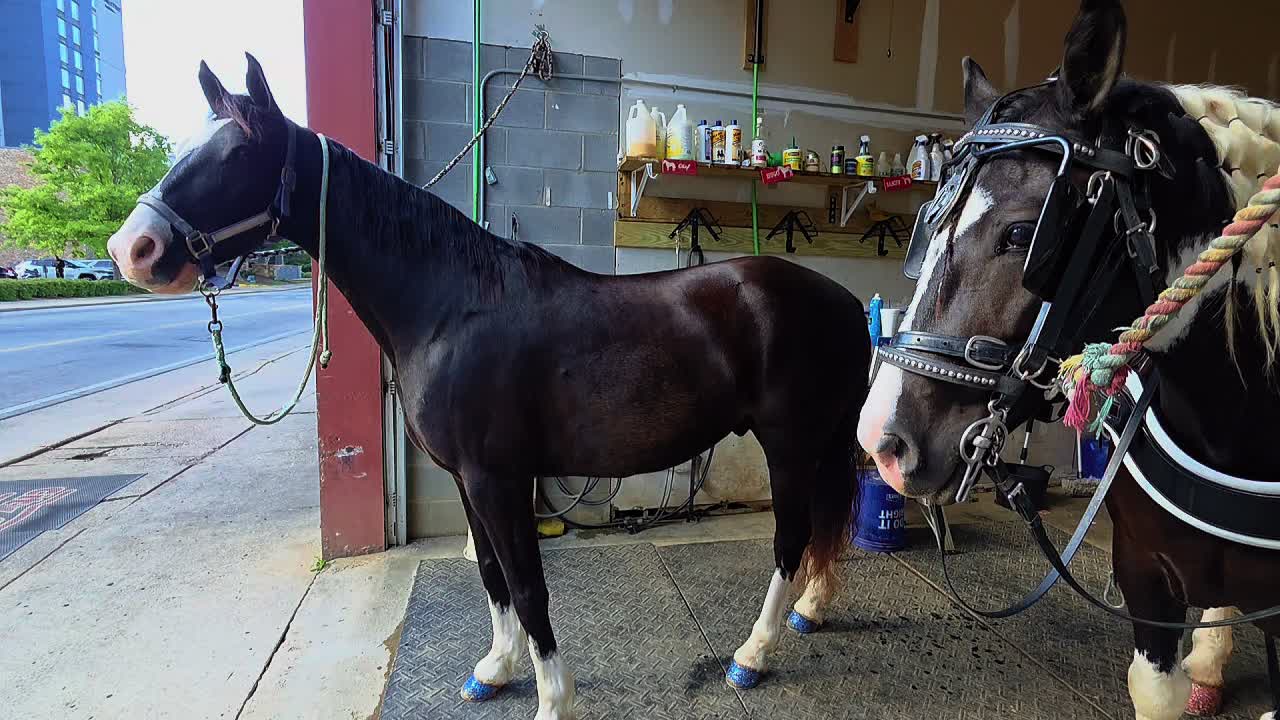 @Chattanooga Carriage Company