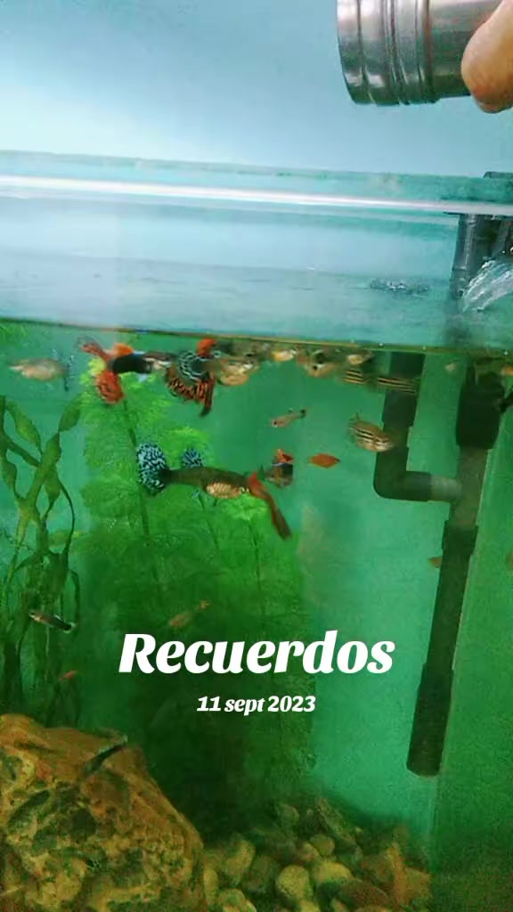 @♍ 23/08✨🦋🌴👠