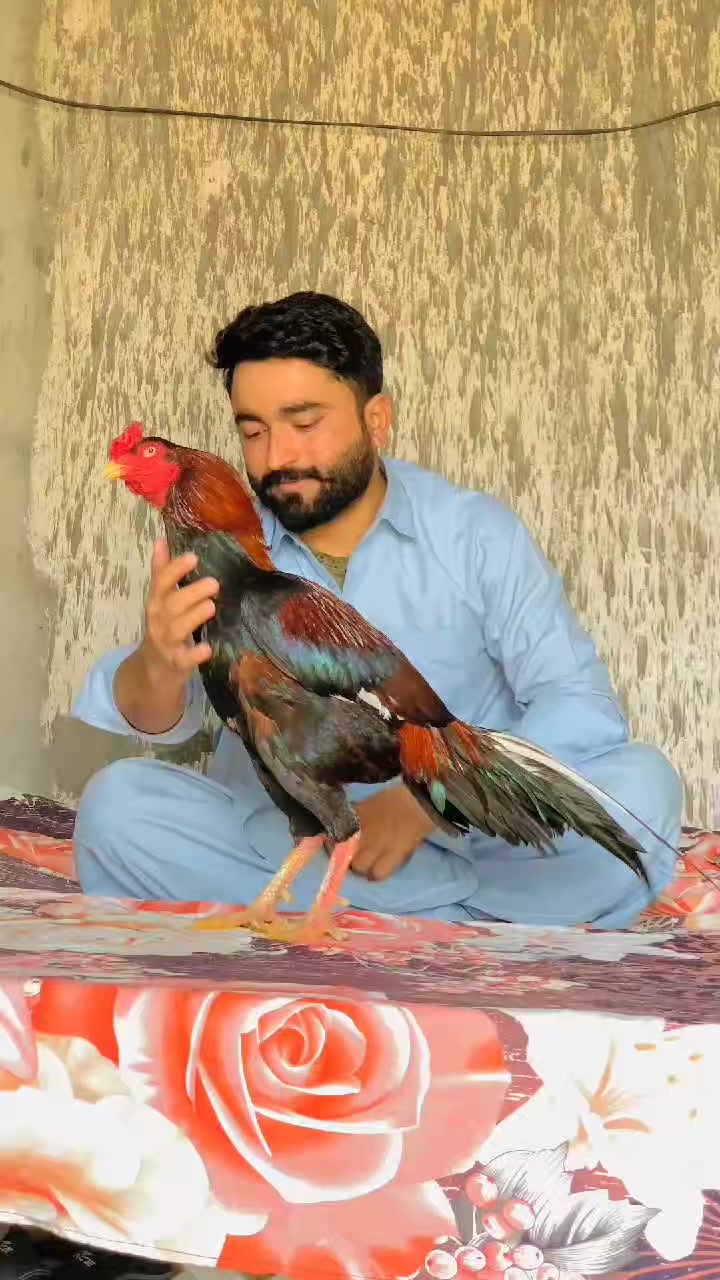 @🌿Syed IftiKHaR SHaH🌿