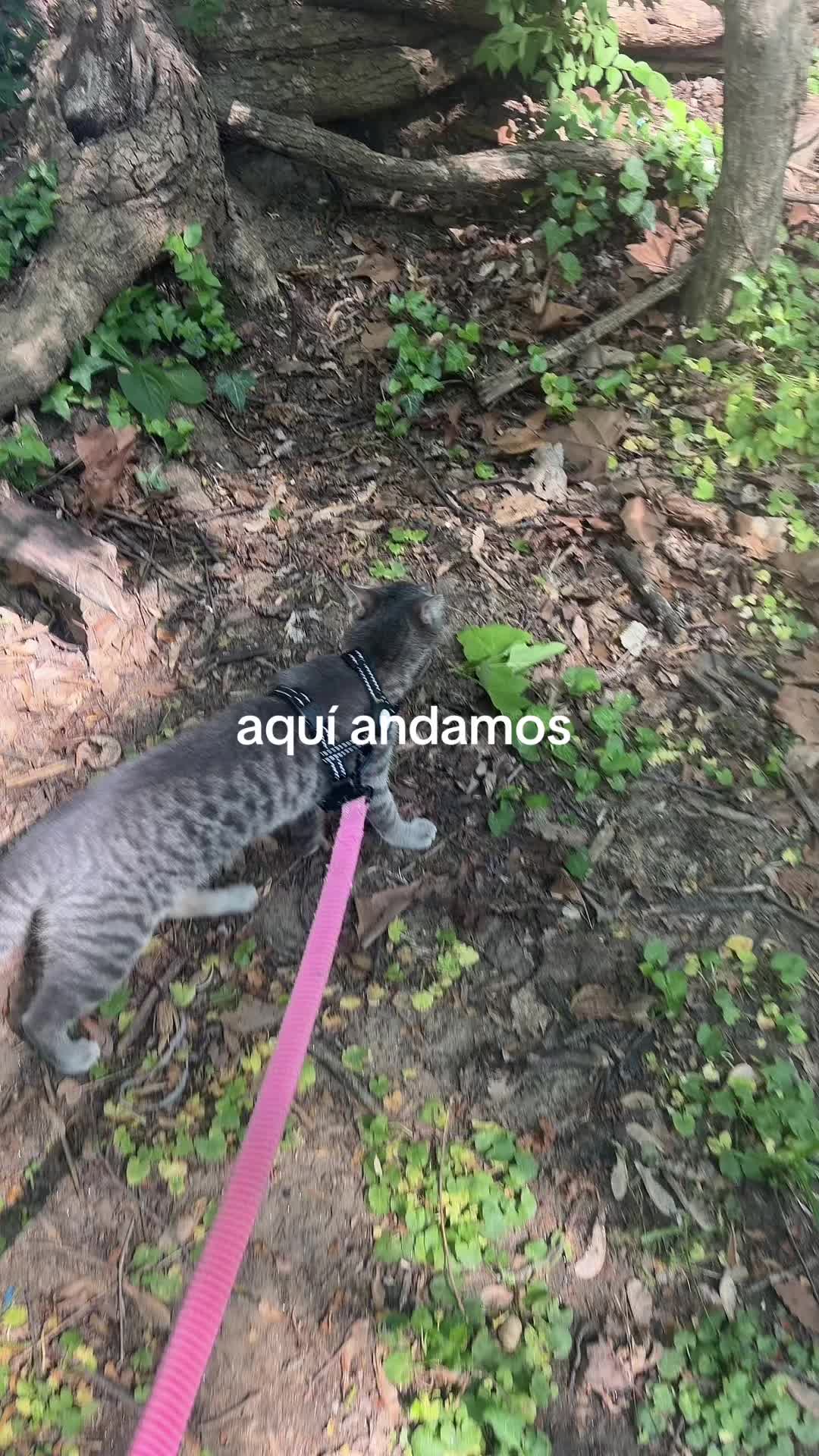 @༺ 𝓚 ༻