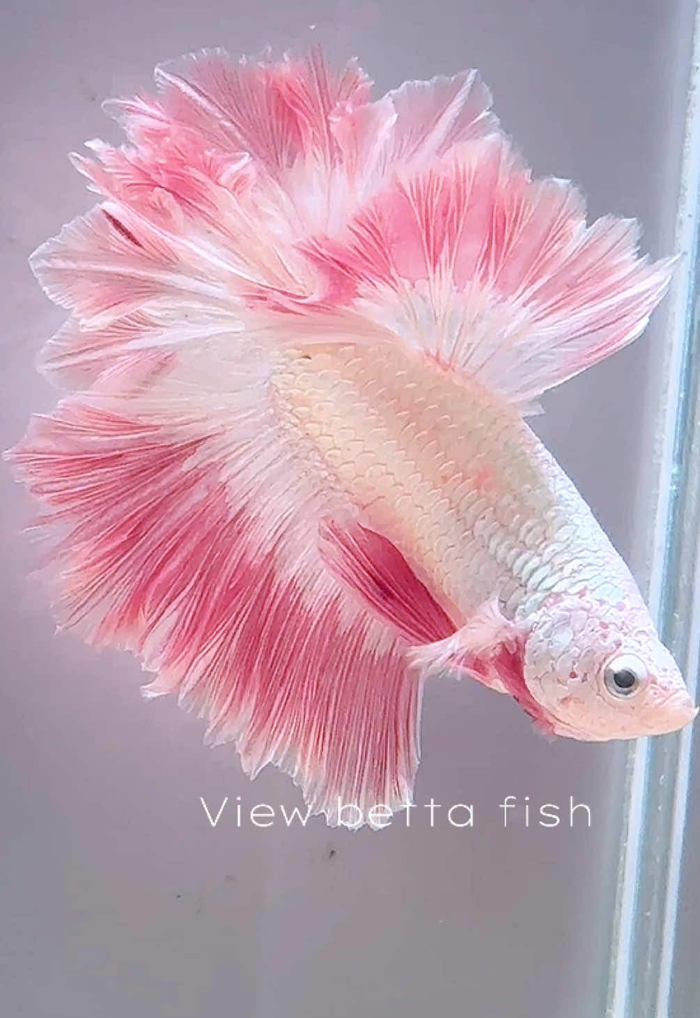 @วิวอยากเลี้ยงปลากัด🐠