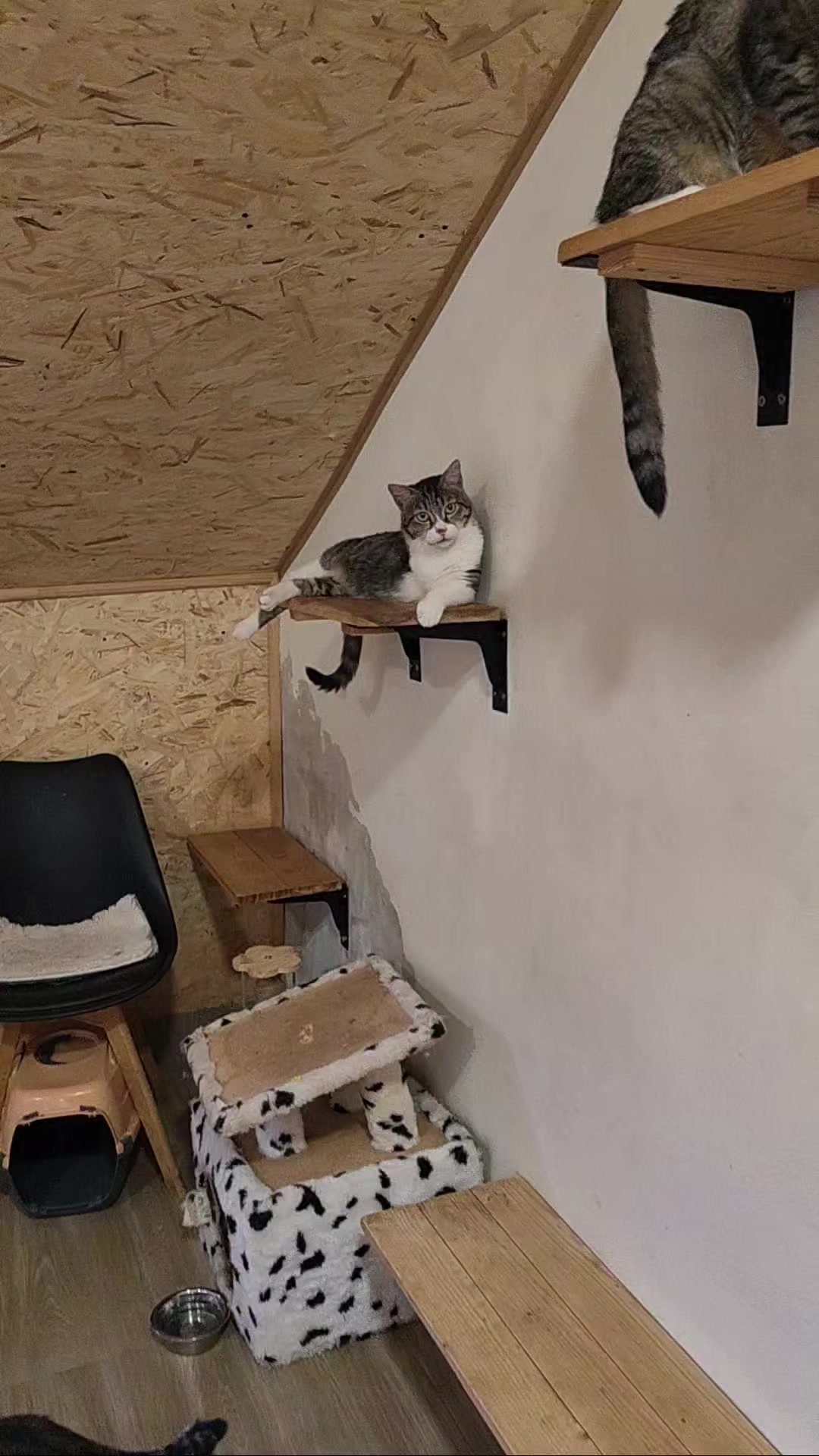 @CAToo Cat Rescue Armenia