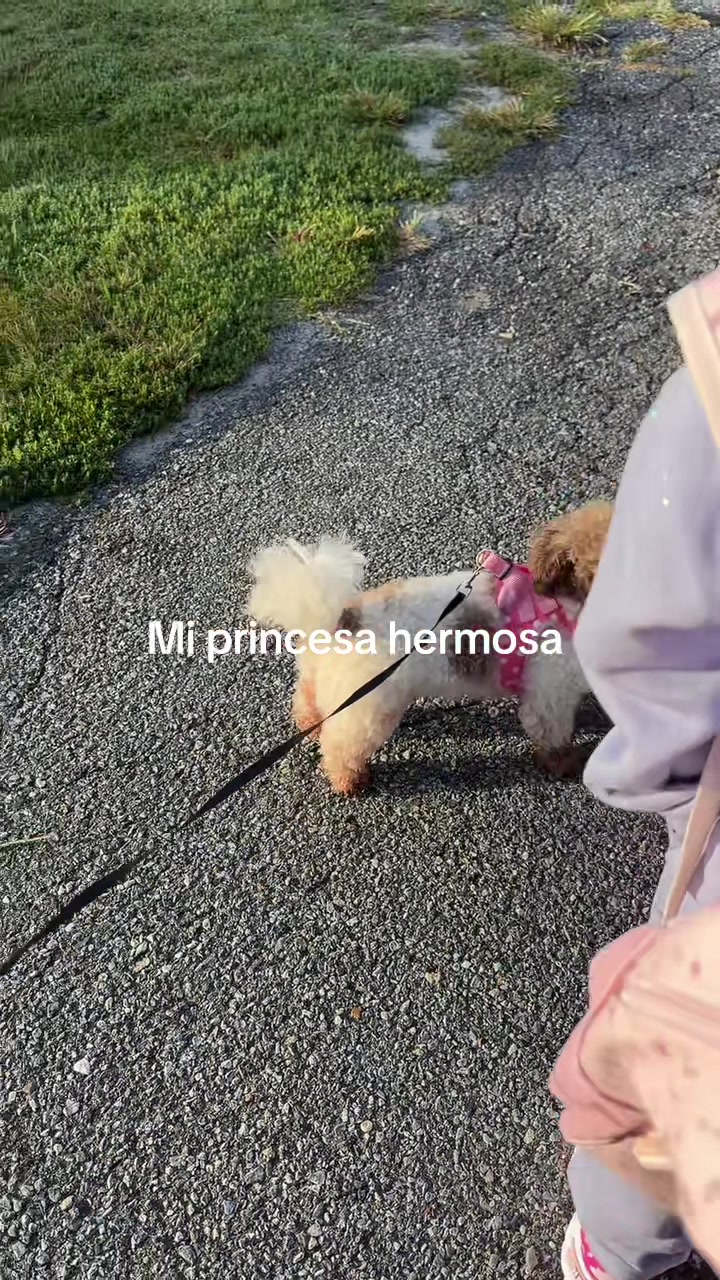 @Isabela Niz