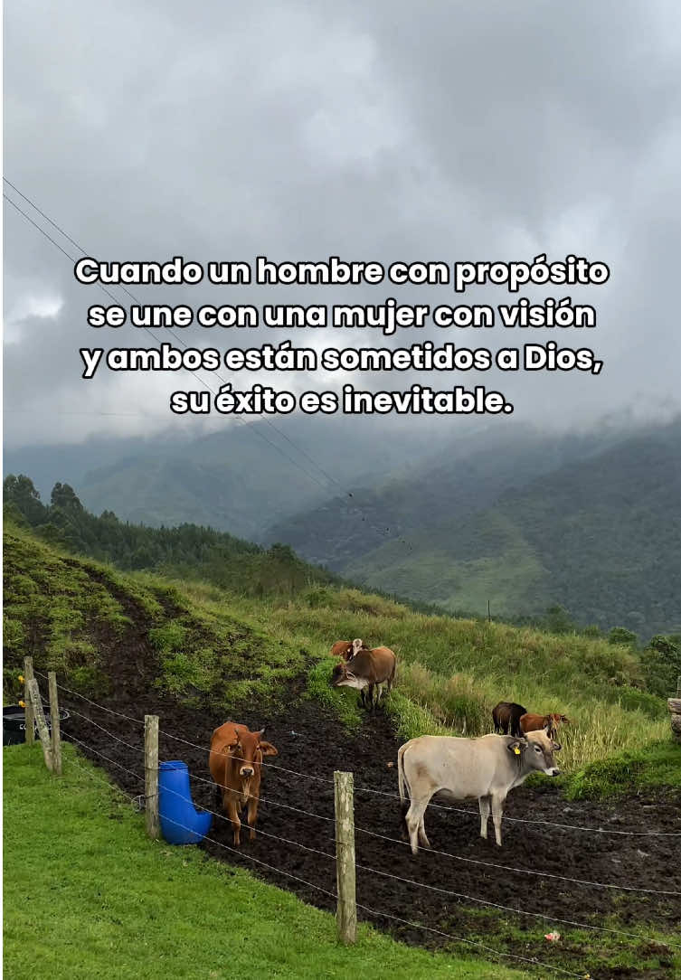 @origen la linea