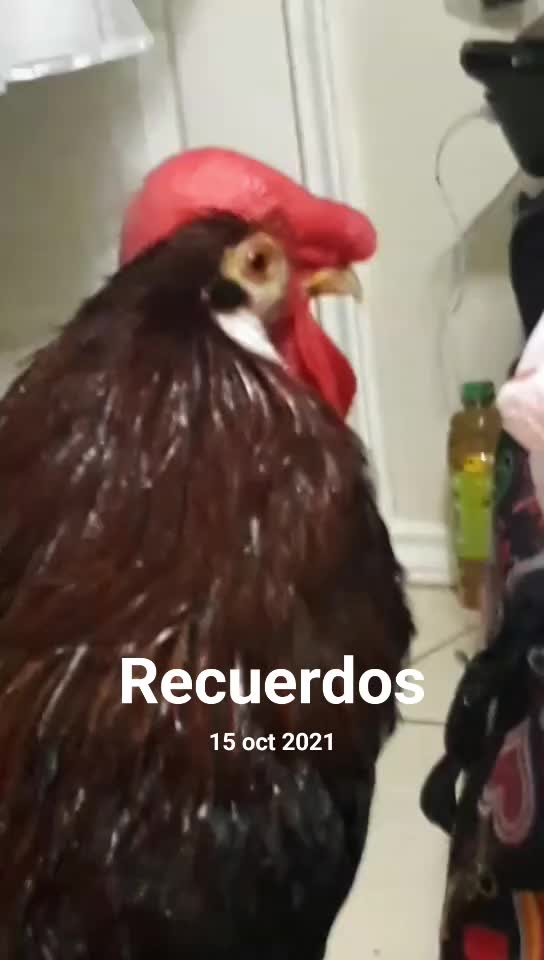 @chi_kii20