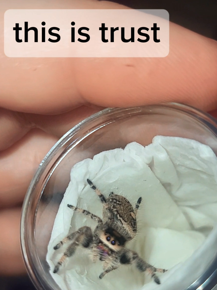 @Ambasspooders