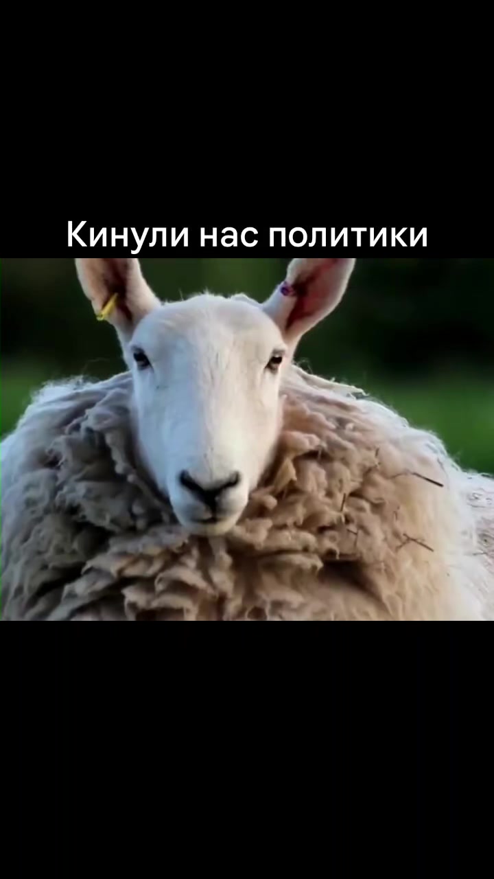 @dobromir