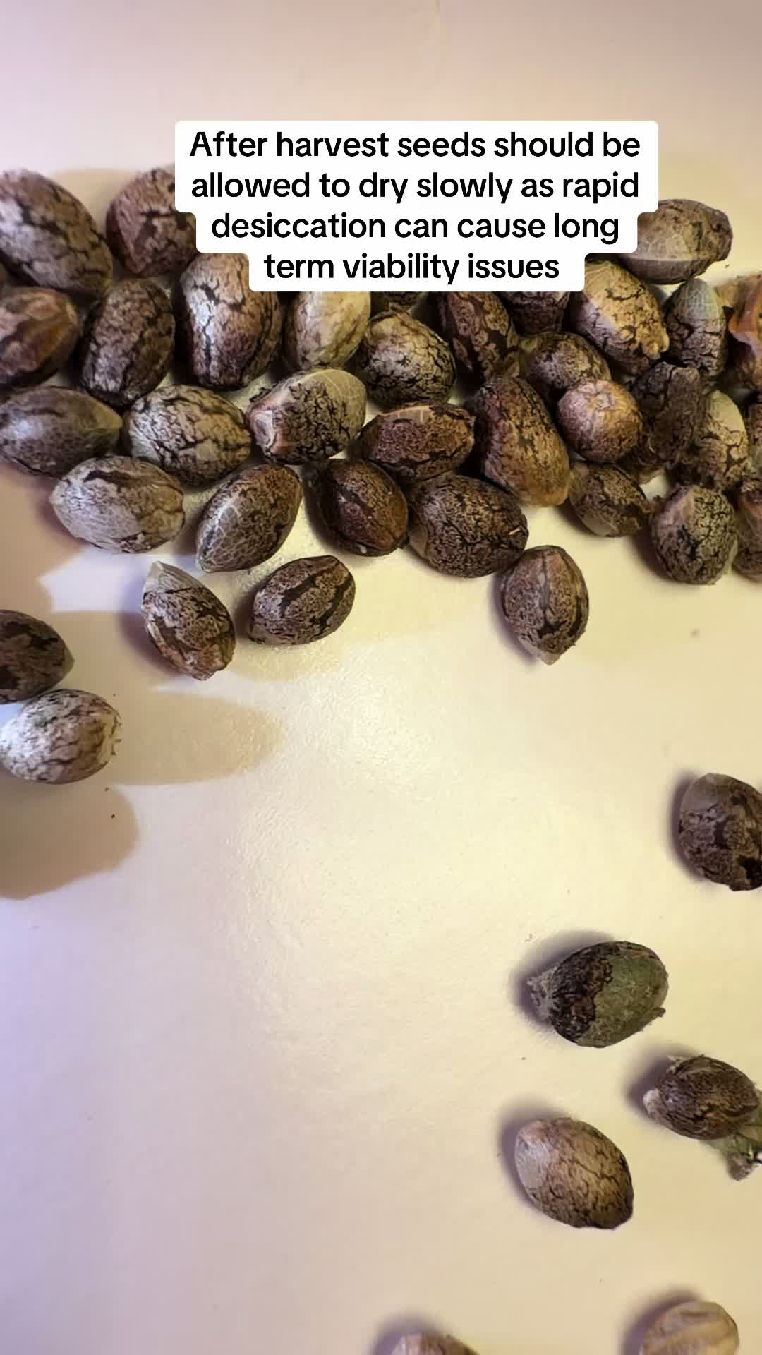 @SEEDTIVA