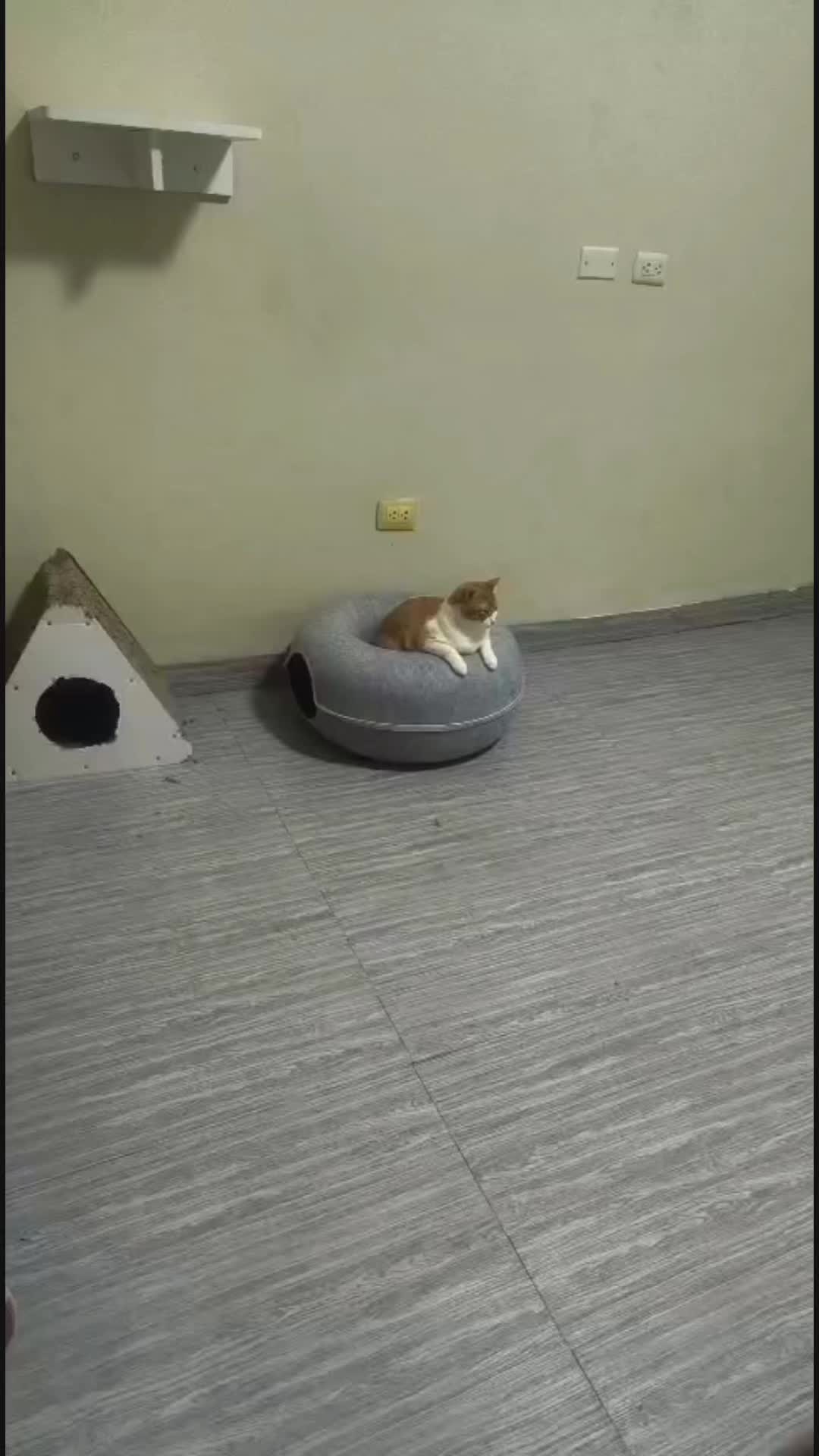 @Pinky😸&Zoe 😸& ApoloCat 😻