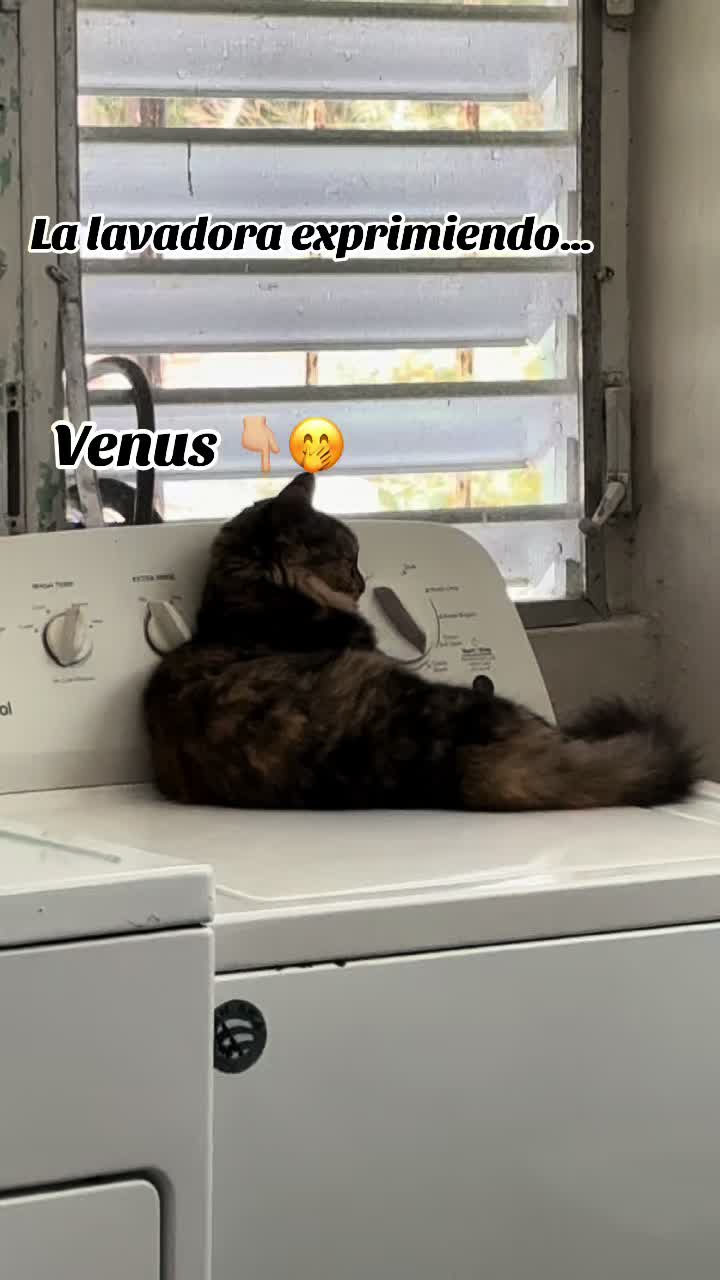 @✨•𝓥𝓮𝓷𝓾𝓼•✨🧿