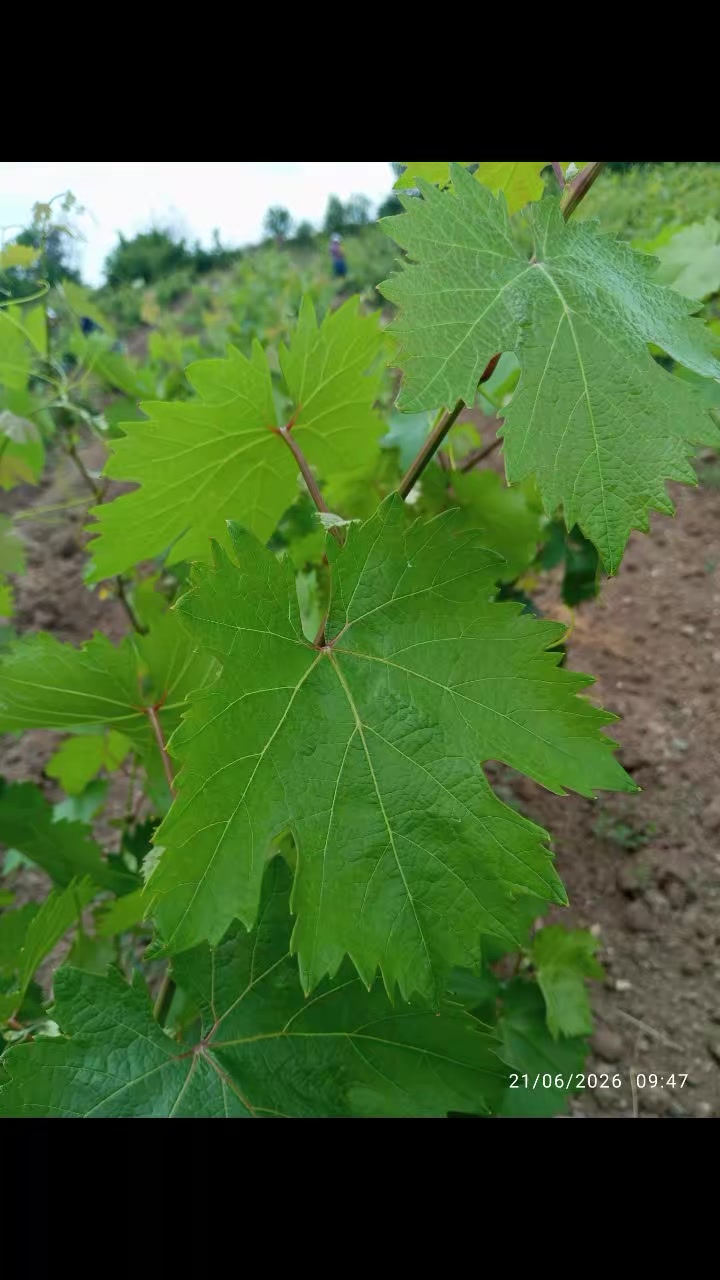 @Zübeyde karakaş 💜💙❤🩵