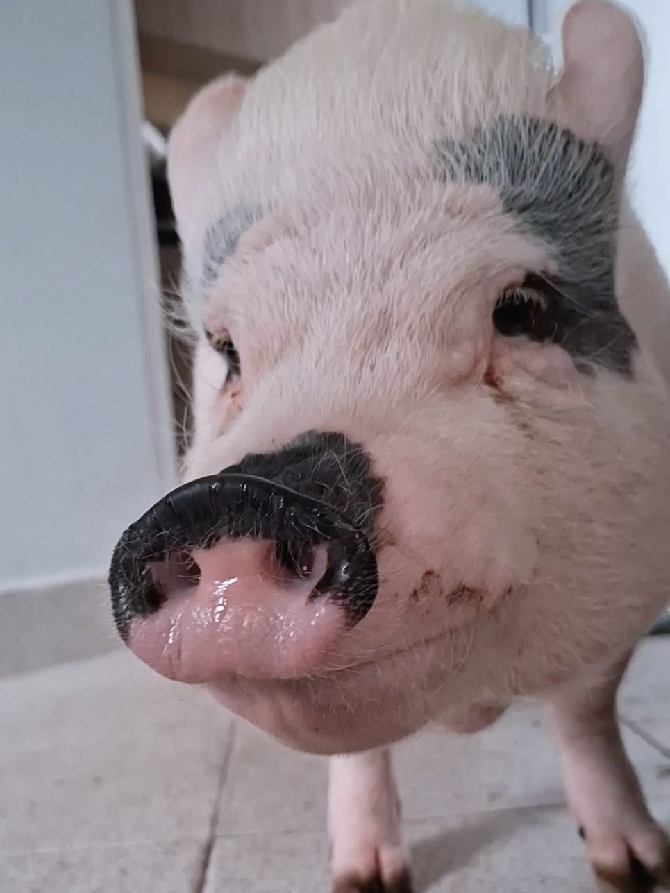 @🐷Ibi.pig🐷