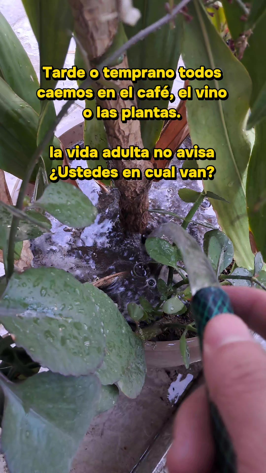 @Javo Gallegos
