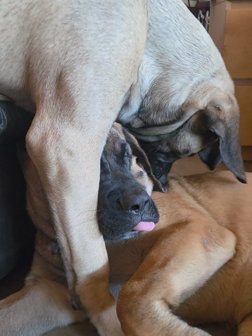 @Maple Mastiffs