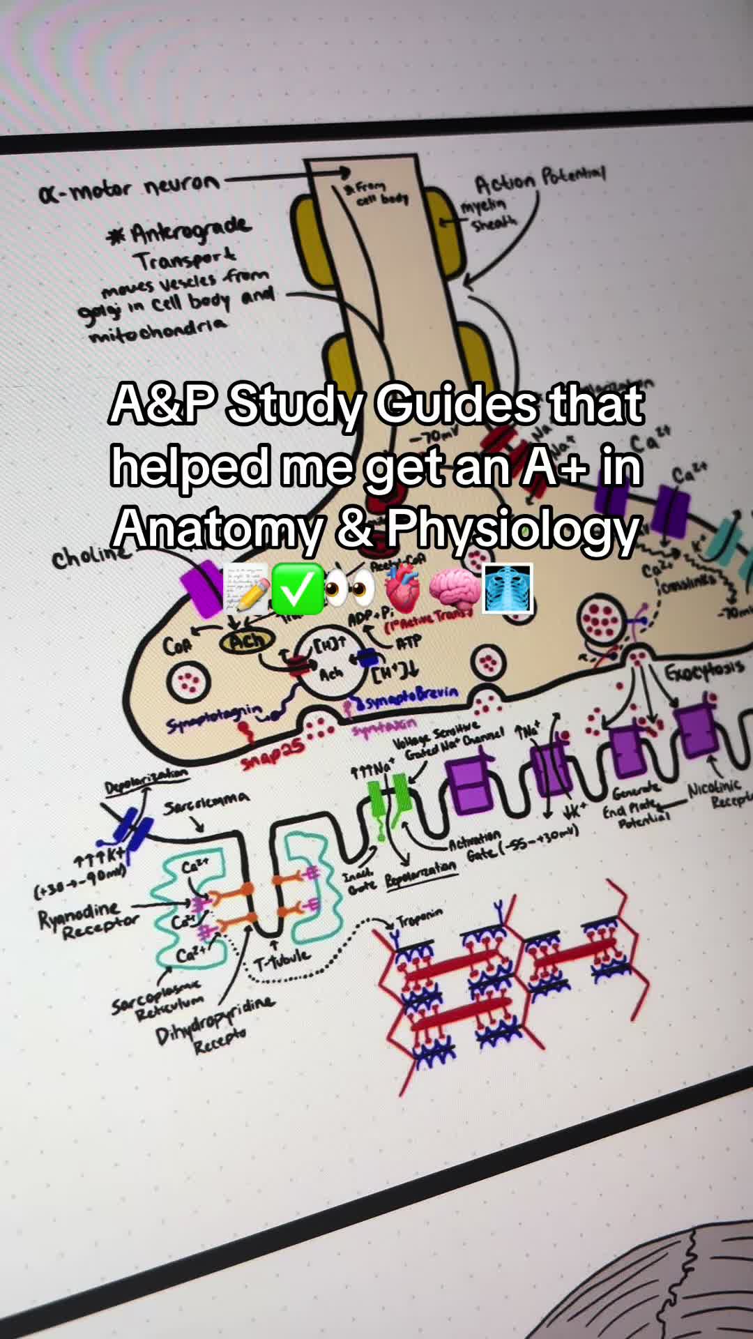 @Ollie | Anatomy & Physiology