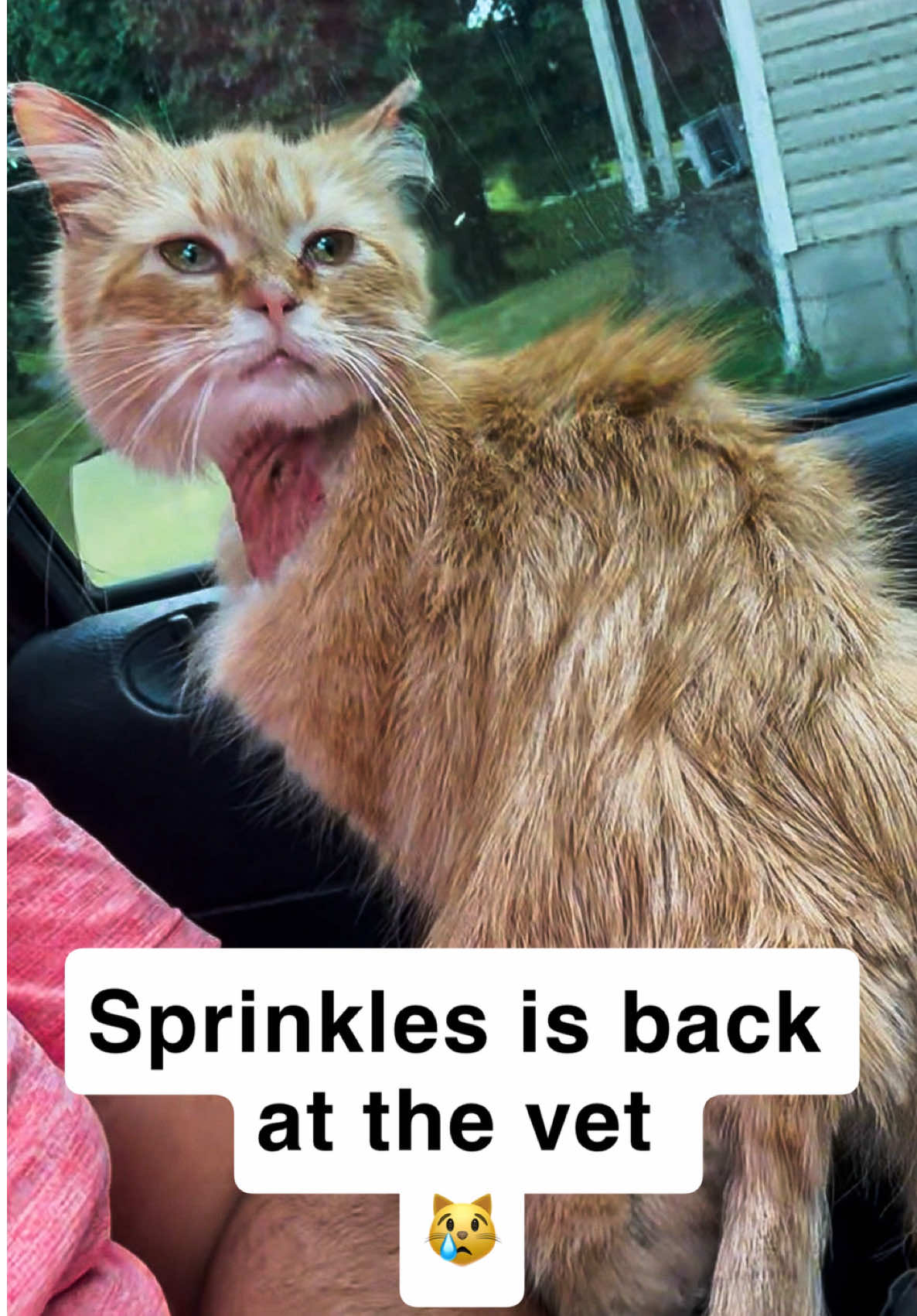 @first class whiskers