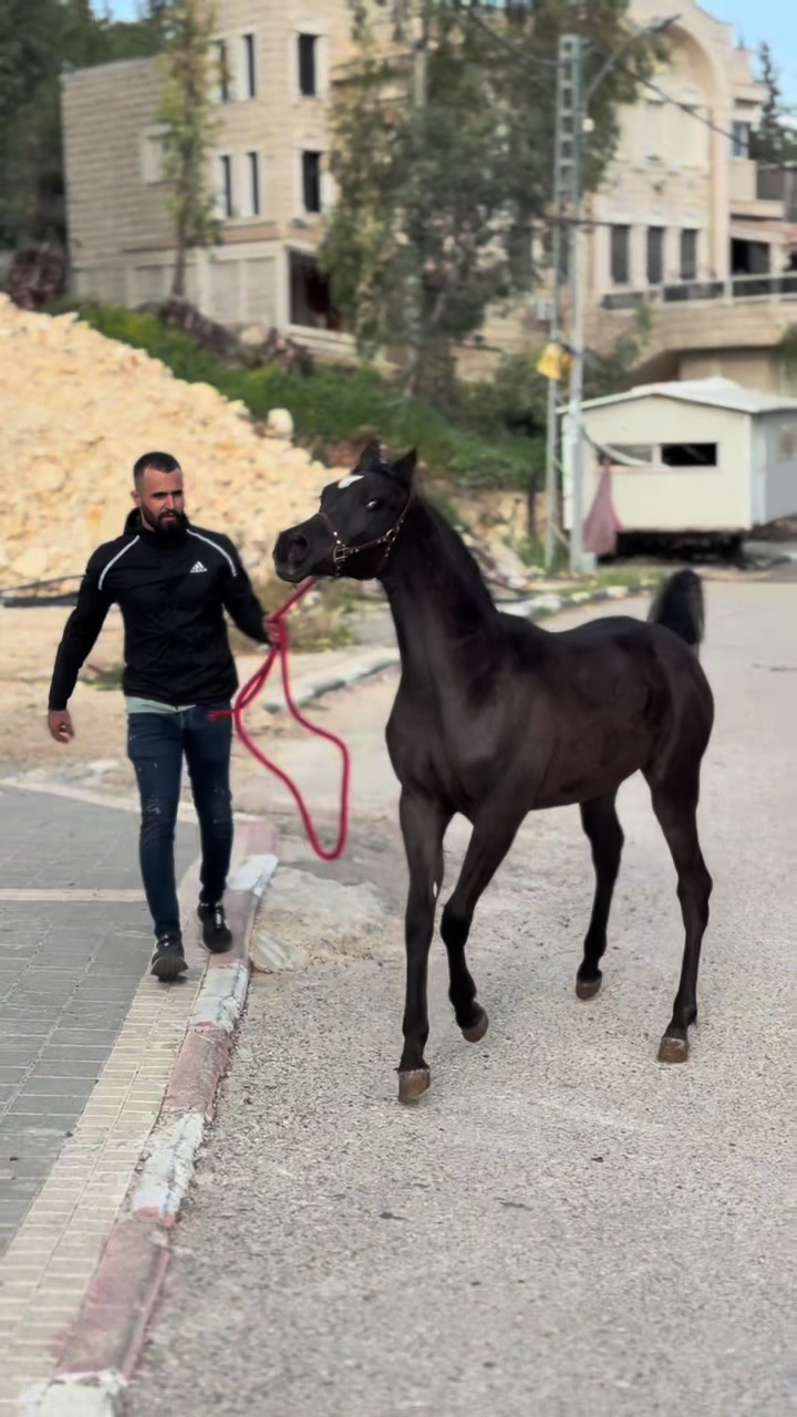 @חוסיין כעביה🐎