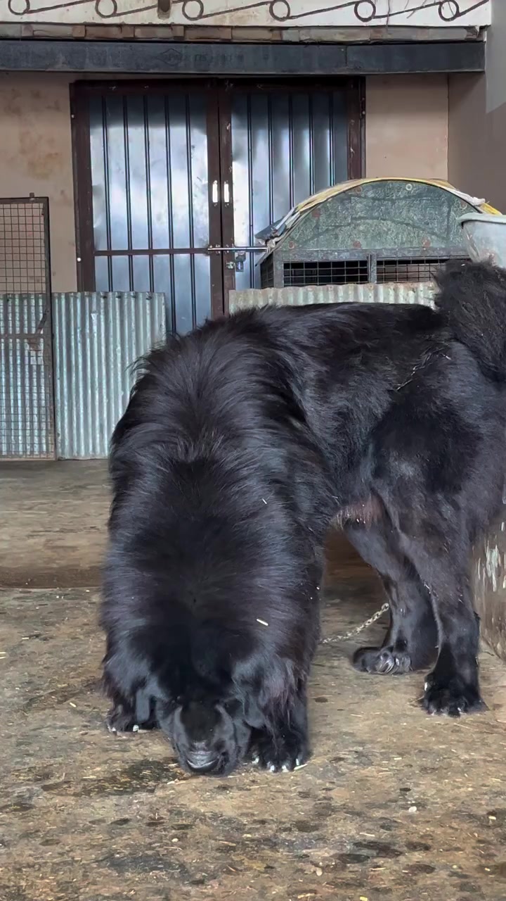 @Kashmiri_Bakrwal_Dog