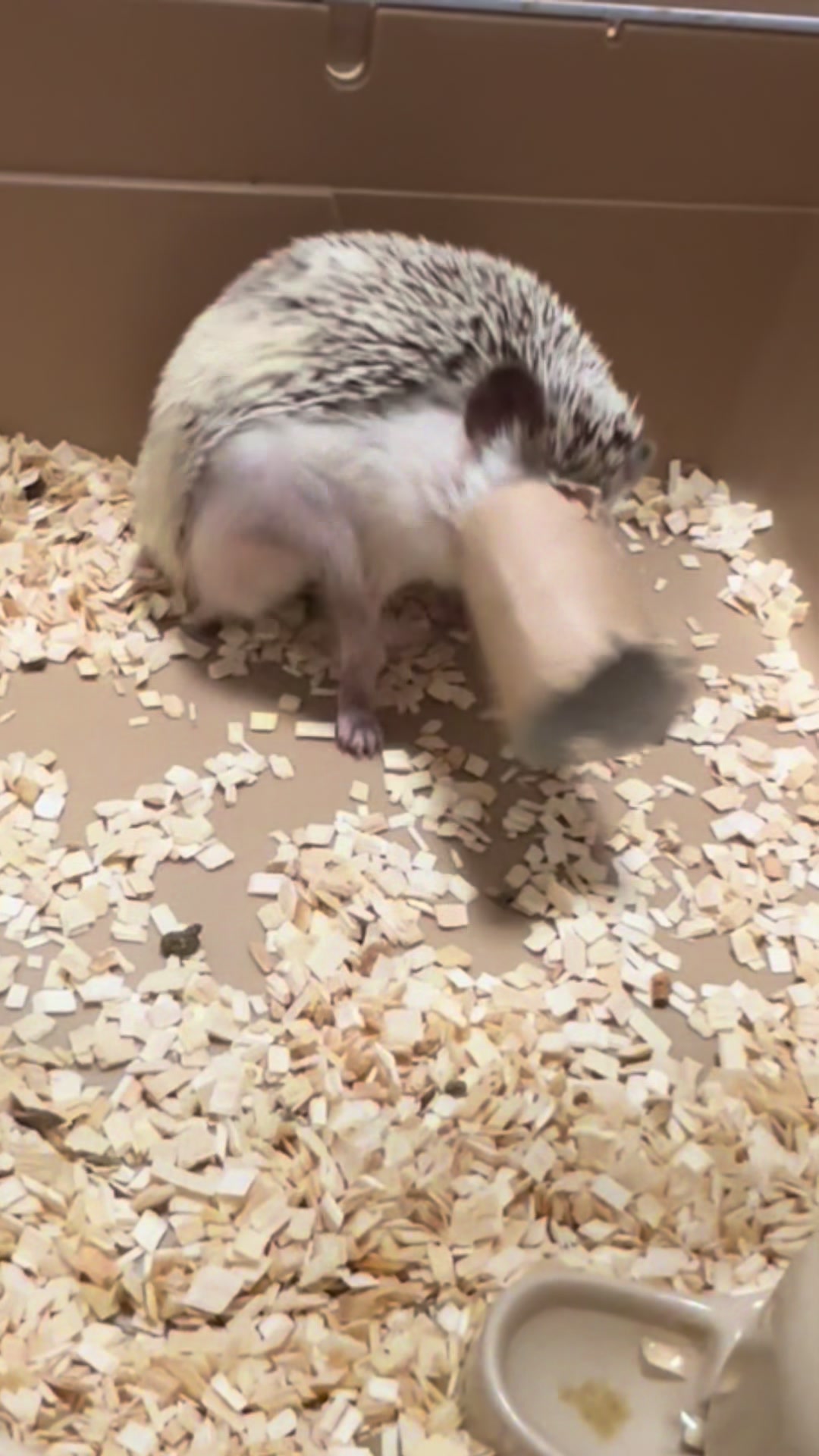 @我が家のハリネズミ🦔