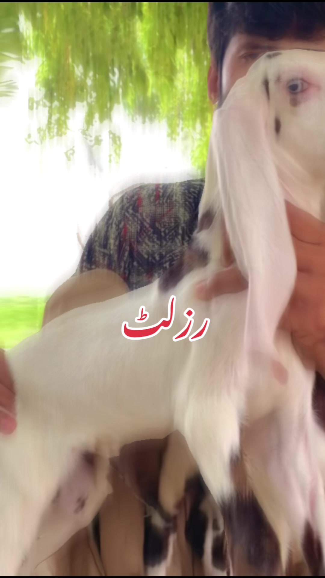 @Ayyan goat