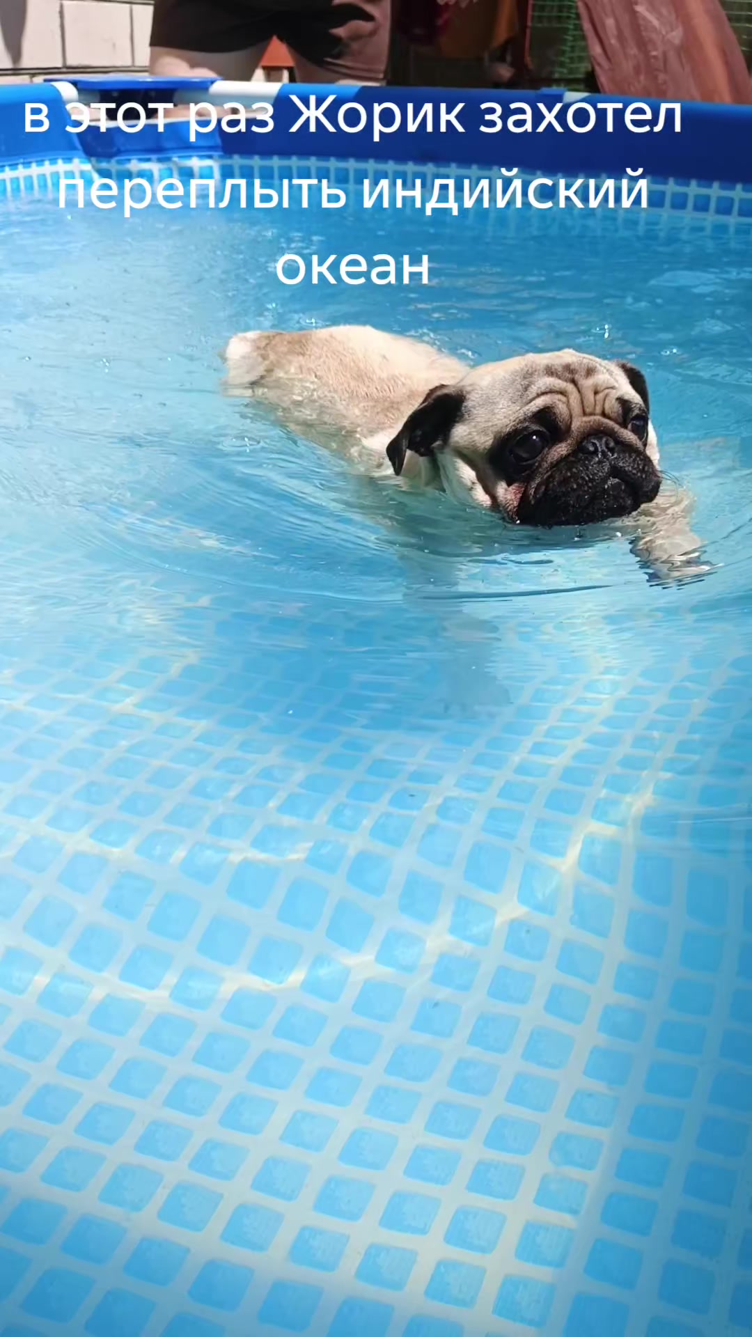 @мопс жора🐾